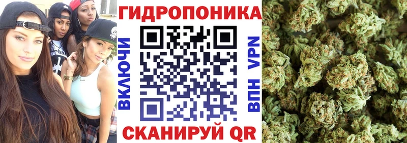 OMG маркетплейс  Сясьстрой  Конопля сатива 